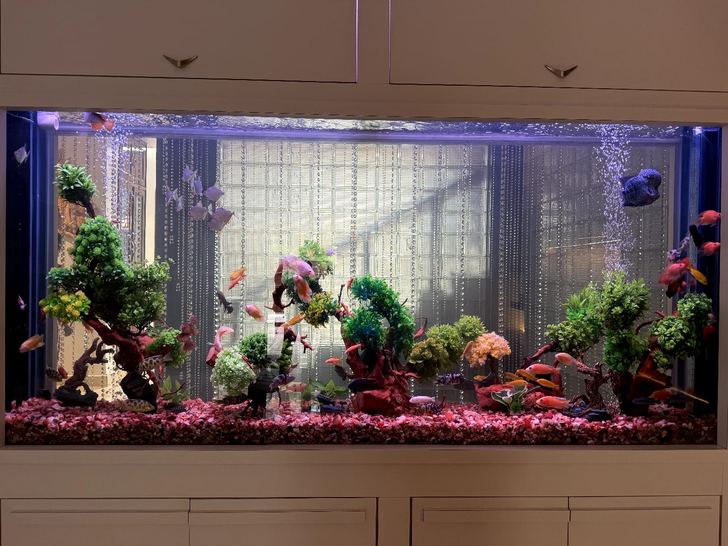 Large custom aquarium